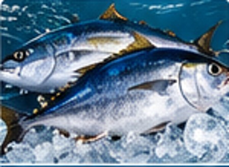 Fresh tuna on ice